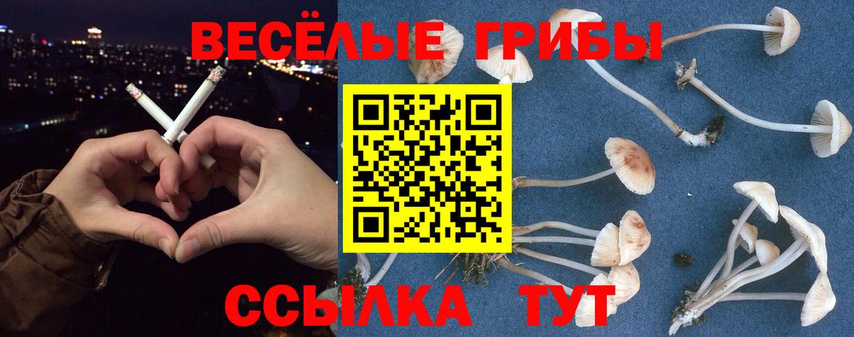 Курчалой  Галлюциногенные грибы Psilocybine cubensis  Вход с VPN  Псилоцибиновые грибы Magic Shrooms 